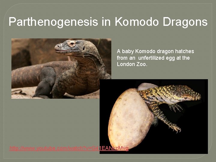 Parthenogenesis in Komodo Dragons A baby Komodo dragon hatches from an unfertilized egg at