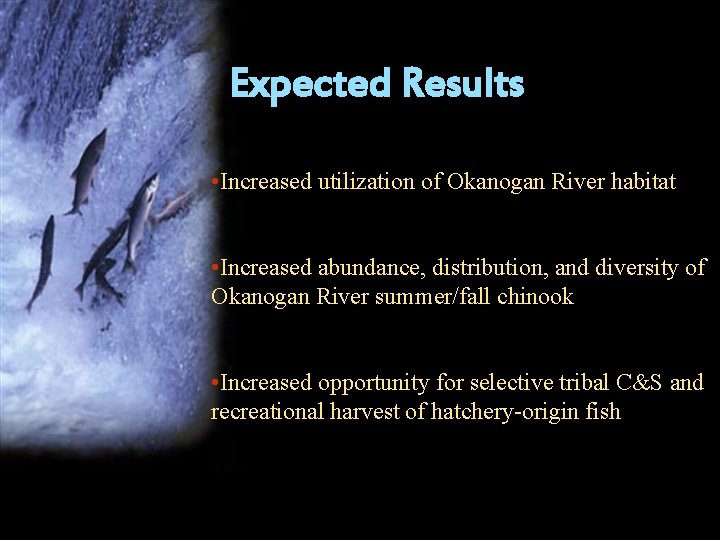 Expected Results • Increased utilization of Okanogan River habitat • Increased abundance, distribution, and