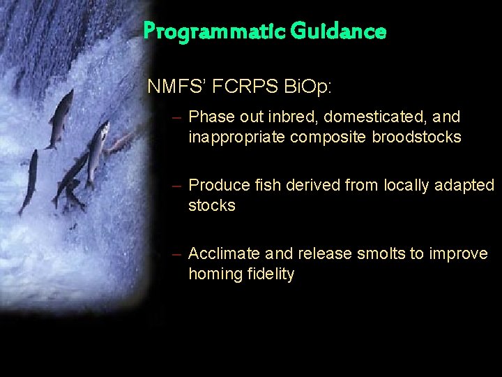 Programmatic Guidance NMFS’ FCRPS Bi. Op: – Phase out inbred, domesticated, and inappropriate composite