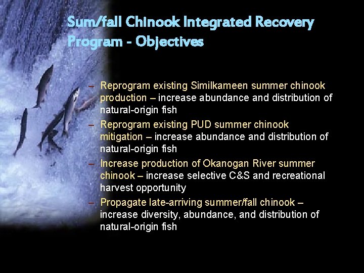 Sum/fall Chinook Integrated Recovery Program - Objectives – Reprogram existing Similkameen summer chinook production