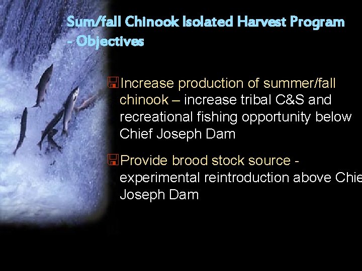 Sum/fall Chinook Isolated Harvest Program - Objectives <Increase production of summer/fall chinook – increase