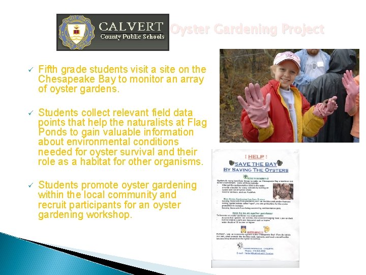 Oyster Gardening Project ü Fifth grade students visit a site on the Chesapeake Bay