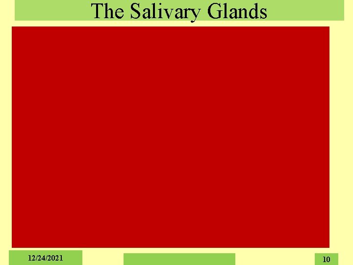 The Salivary Glands 12/24/2021 10 