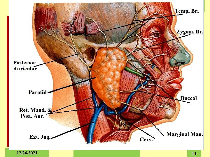 The Salivary Glands 12/24/2021 11 