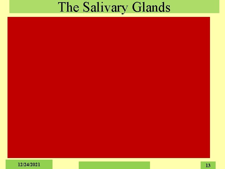 The Salivary Glands 12/24/2021 13 