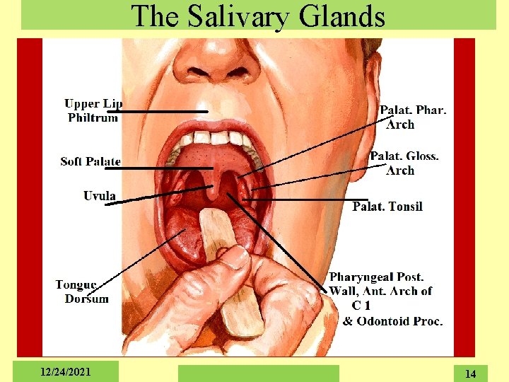 The Salivary Glands 12/24/2021 14 