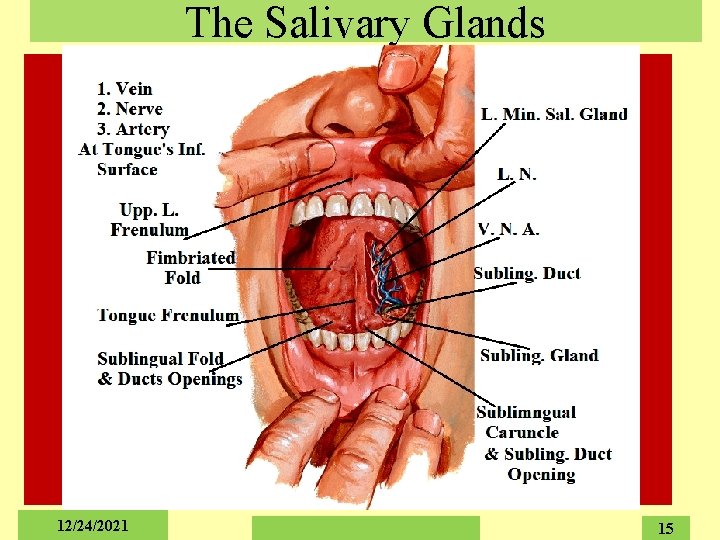The Salivary Glands 12/24/2021 15 