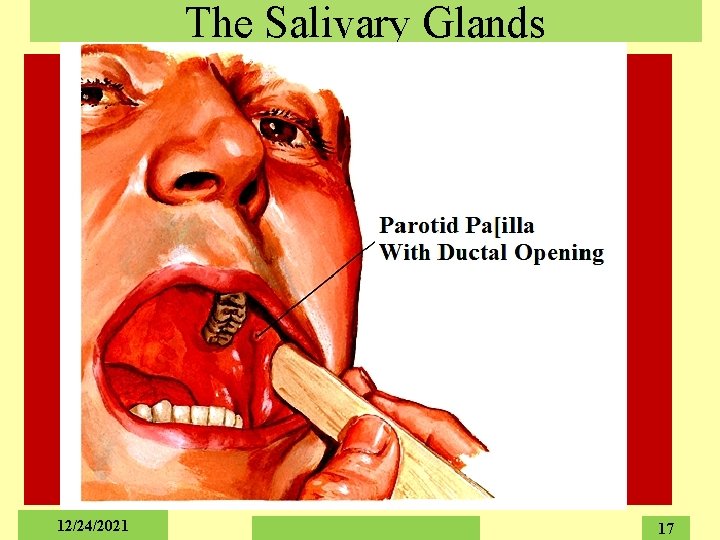 The Salivary Glands 12/24/2021 17 