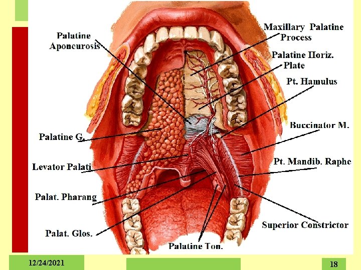 The Salivary Glands 12/24/2021 18 