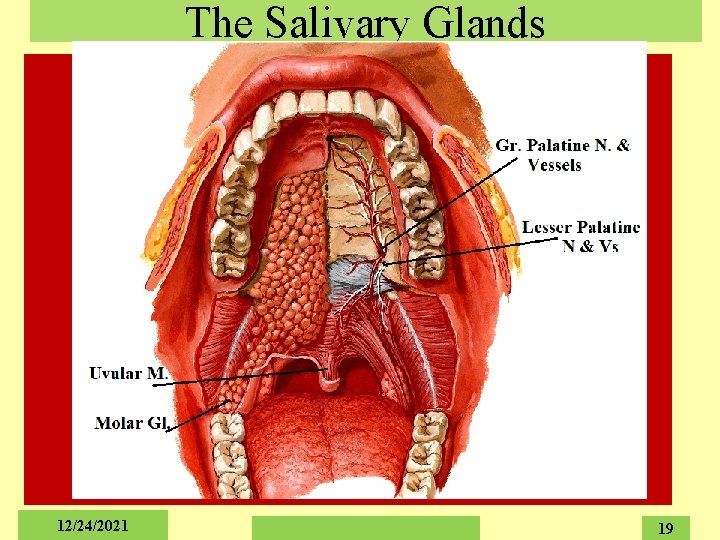 The Salivary Glands 12/24/2021 19 