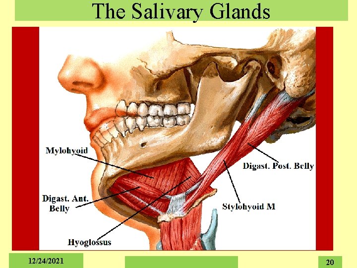 The Salivary Glands 12/24/2021 20 