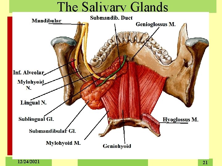 The Salivary Glands 12/24/2021 21 