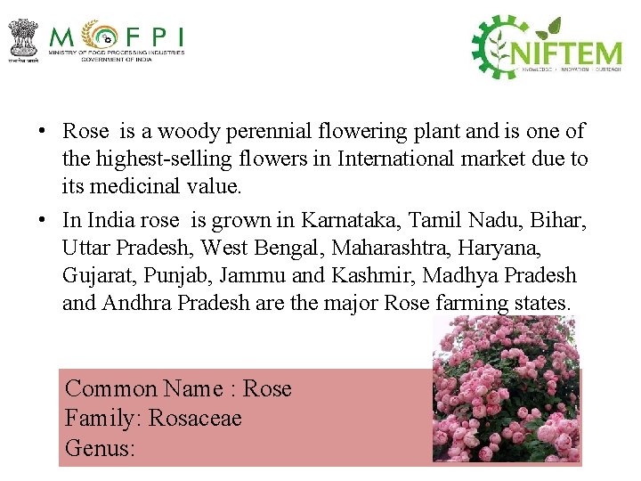  • Rose is a woody perennial flowering plant and is one of the