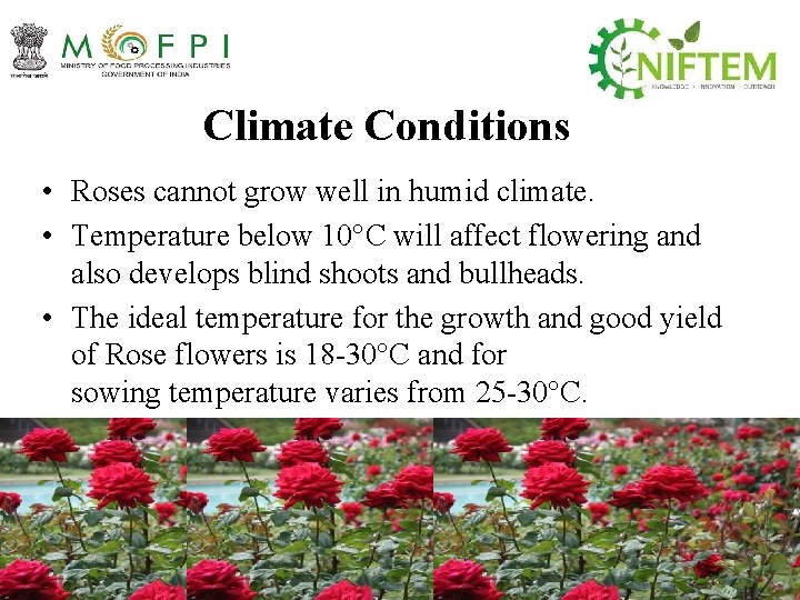 Climate Conditions • Roses cannot grow well in humid climate. • Temperature below 10°C