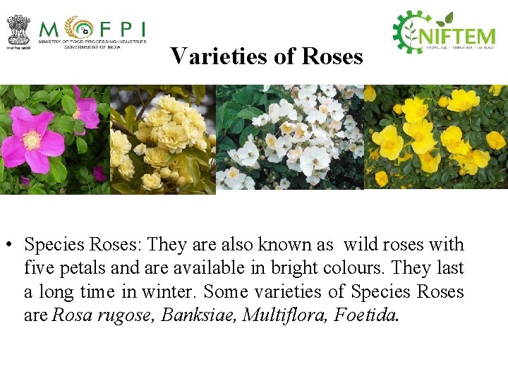 Varieties of Roses • Species Roses: They are also known as wild roses with