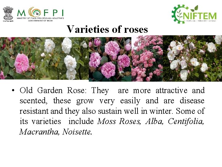 Varieties of roses • Old Garden Rose: They are more attractive and scented, these