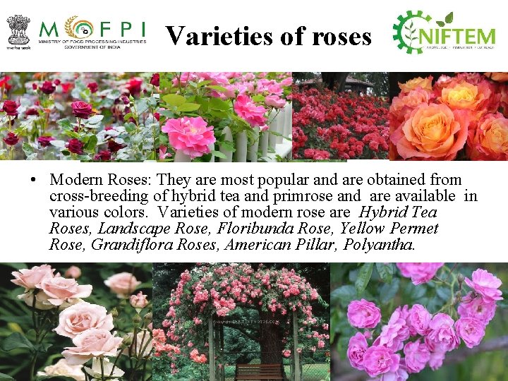 Varieties of roses • Modern Roses: They are most popular and are obtained from