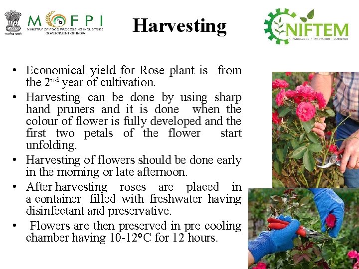 Harvesting • Economical yield for Rose plant is from the 2 nd year of