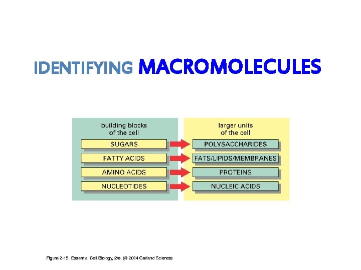 IDENTIFYING MACROMOLECULES 