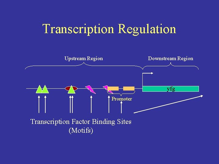 Transcription Regulation Upstream Region Downstream Region yfg Promoter Transcription Factor Binding Sites (Motifs) 