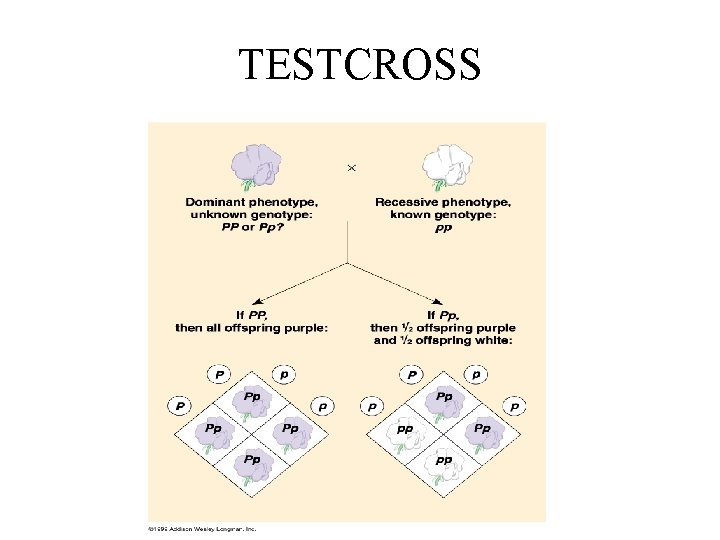TESTCROSS 
