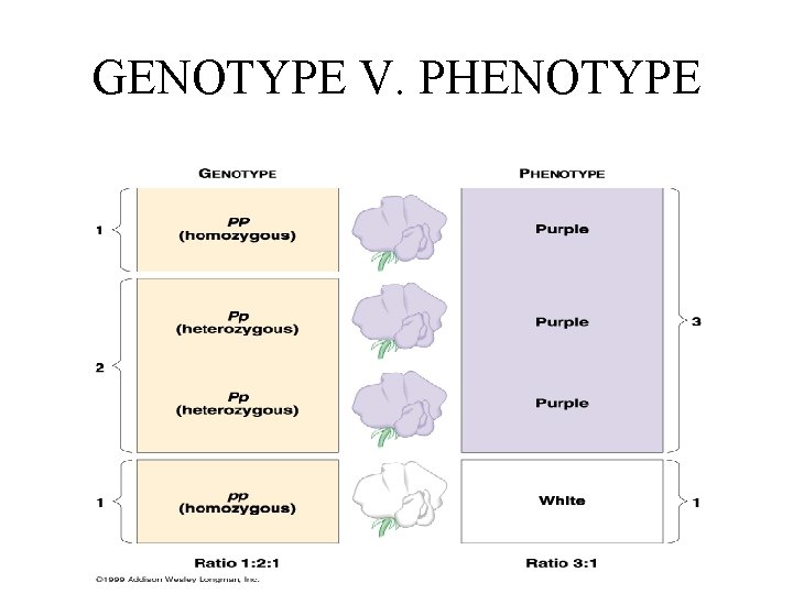 GENOTYPE V. PHENOTYPE 