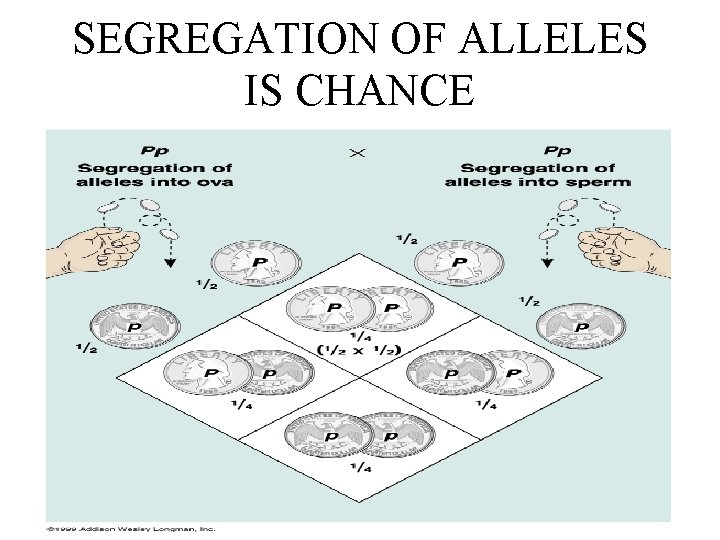 SEGREGATION OF ALLELES IS CHANCE 