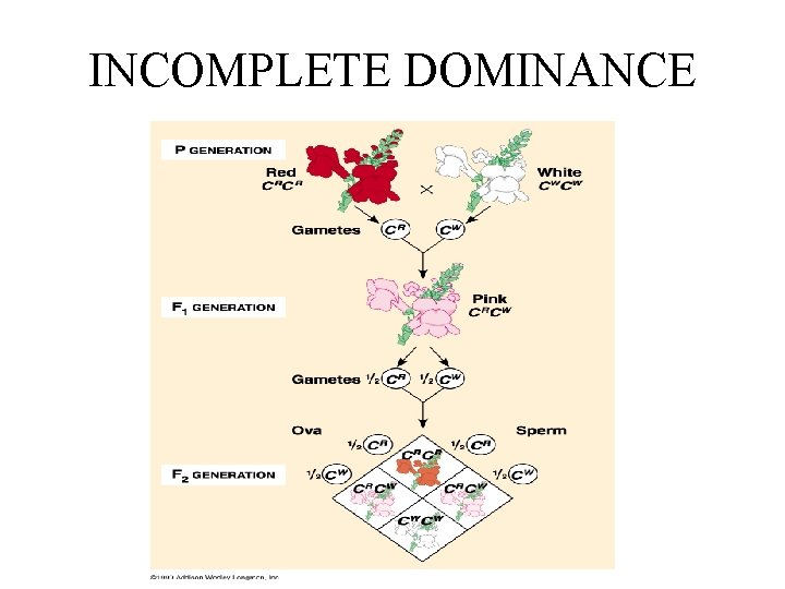 INCOMPLETE DOMINANCE 