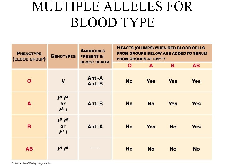 MULTIPLE ALLELES FOR BLOOD TYPE 