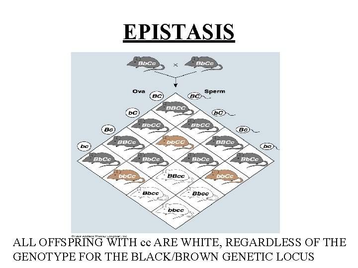 EPISTASIS ALL OFFSPRING WITH cc ARE WHITE, REGARDLESS OF THE GENOTYPE FOR THE BLACK/BROWN
