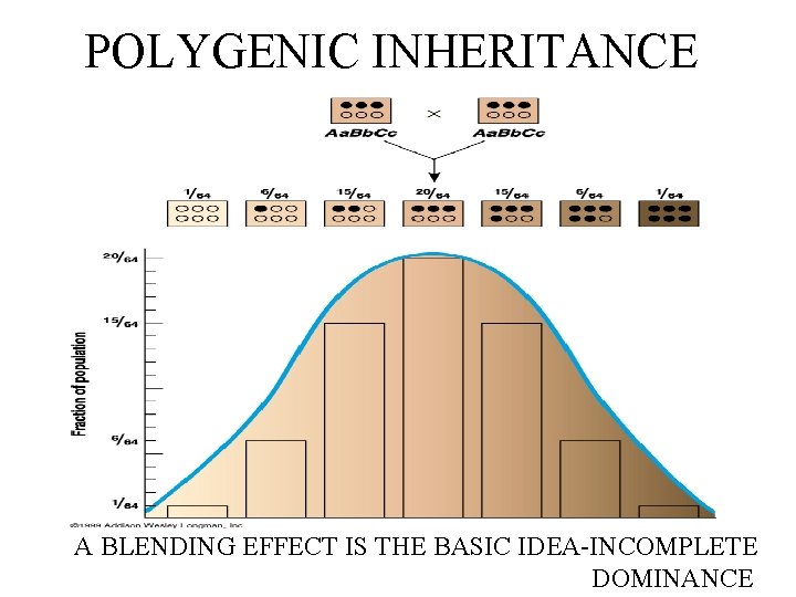 POLYGENIC INHERITANCE A BLENDING EFFECT IS THE BASIC IDEA-INCOMPLETE DOMINANCE 