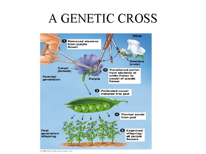 A GENETIC CROSS 