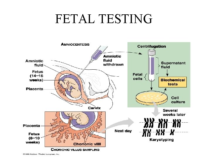 FETAL TESTING 
