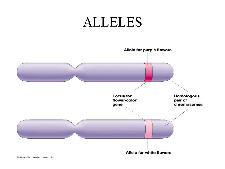 ALLELES 