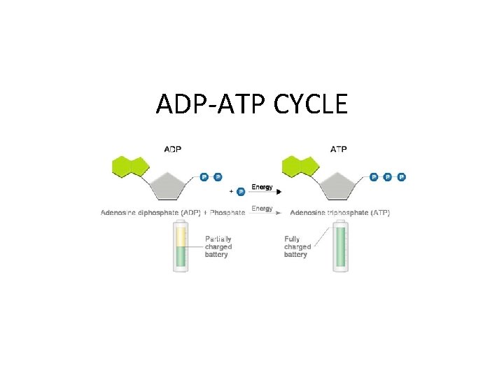 ADP-ATP CYCLE 