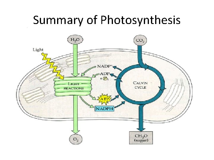 Summary of Photosynthesis 