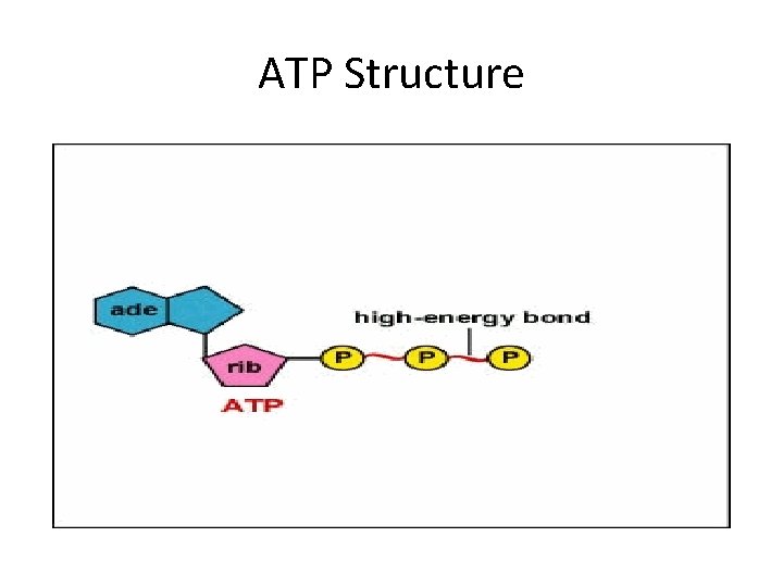 ATP Structure 