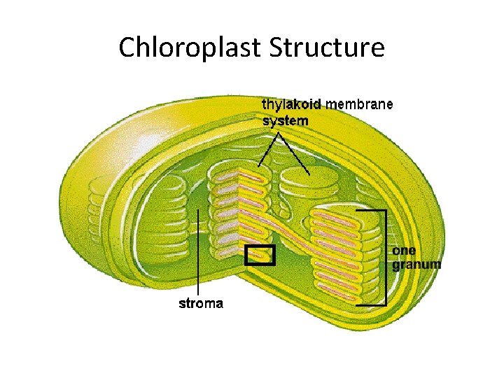 Chloroplast Structure Chloroplast Structure