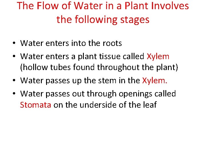 The Flow of Water in a Plant Involves the following stages • Water enters The Flow of Water in a Plant Involves the following stages • Water enters
