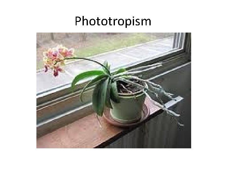 Phototropism Phototropism