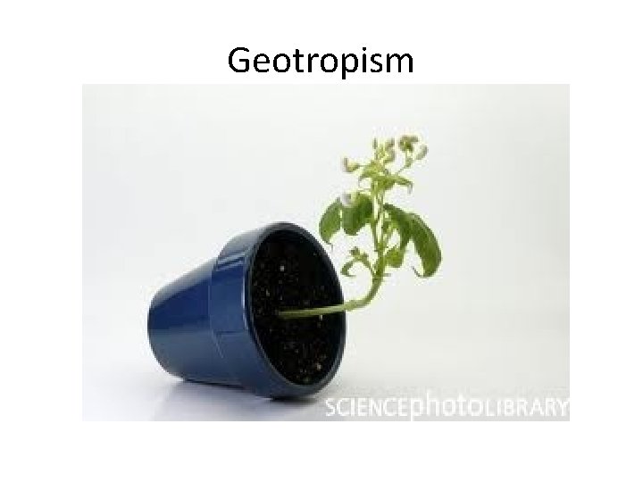 Geotropism Geotropism