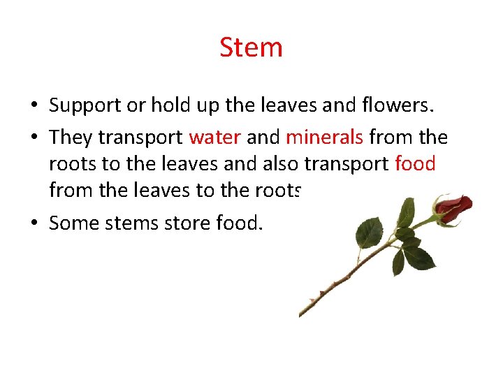 Stem • Support or hold up the leaves and flowers. • They transport water Stem • Support or hold up the leaves and flowers. • They transport water