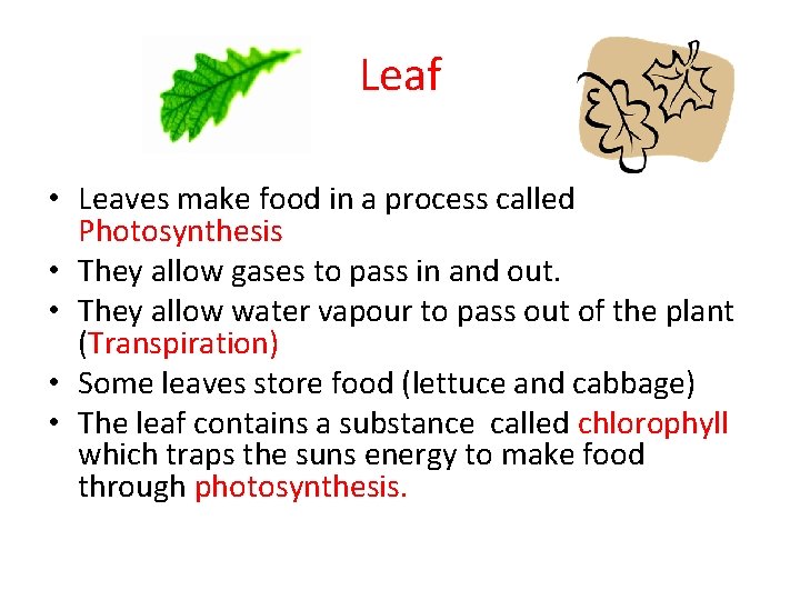 Leaf • Leaves make food in a process called Photosynthesis • They allow gases Leaf • Leaves make food in a process called Photosynthesis • They allow gases