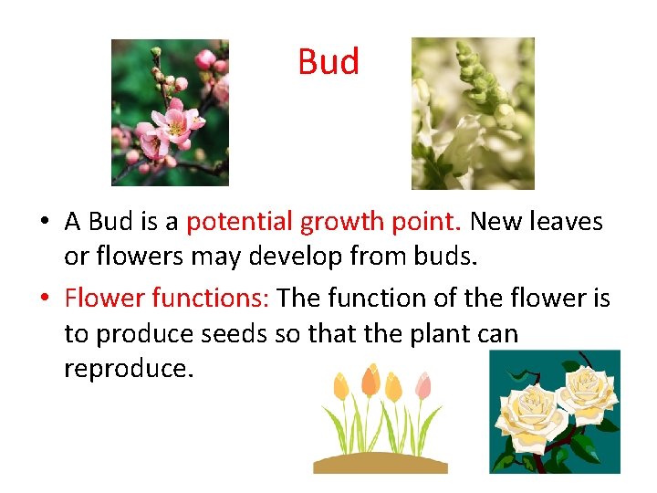 Bud • A Bud is a potential growth point. New leaves or flowers may Bud • A Bud is a potential growth point. New leaves or flowers may
