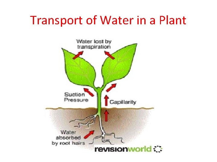 Transport of Water in a Plant Transport of Water in a Plant
