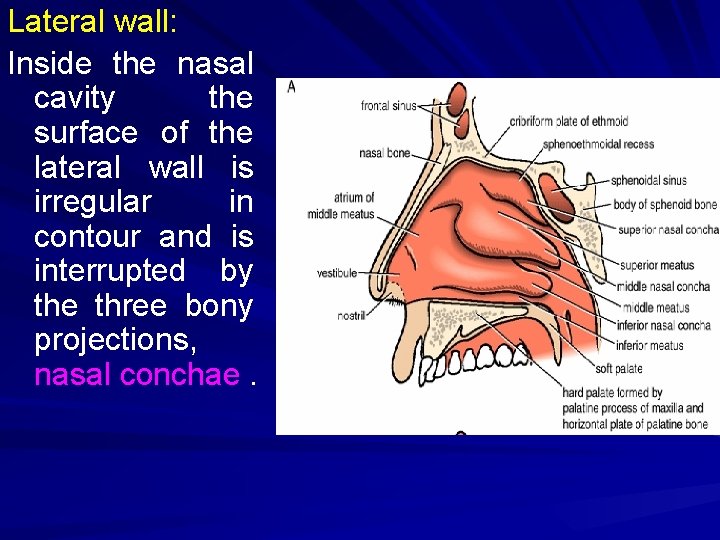 Lateral wall: Inside the nasal cavity the surface of the lateral wall is irregular
