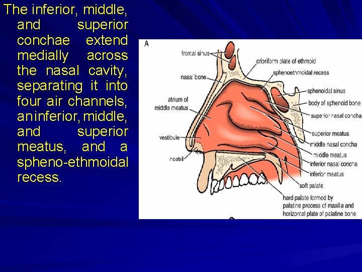 The inferior, middle, and superior conchae extend medially across the nasal cavity, separating it