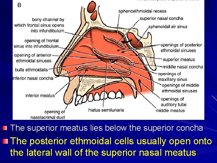 The superior meatus lies below the superior concha The posterior ethmoidal cells usually open