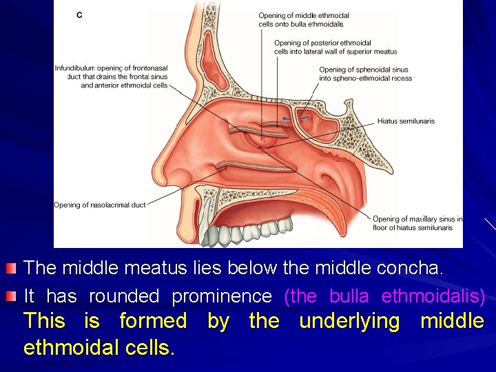 The middle meatus lies below the middle concha. It has rounded prominence (the bulla