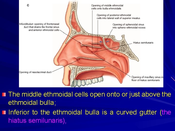 The middle ethmoidal cells open onto or just above the ethmoidal bulla; Inferior to